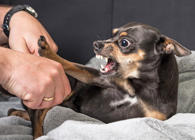 Small black and brown dog aggressively biting at human hand