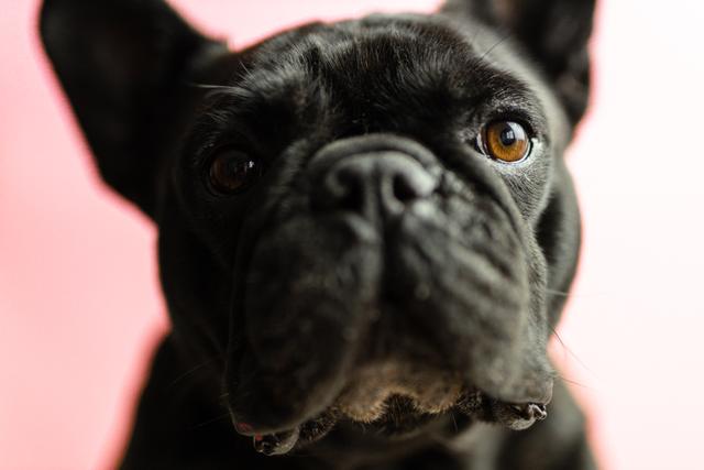Face of black pug against pink background