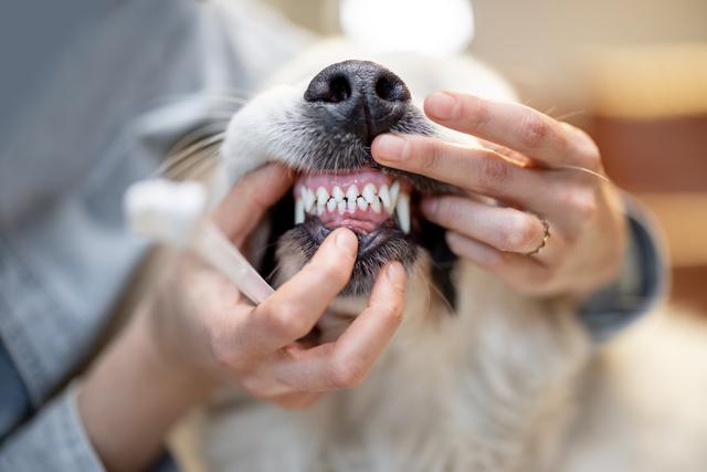 Close up of person brushing a dog's teeth and dog smiling