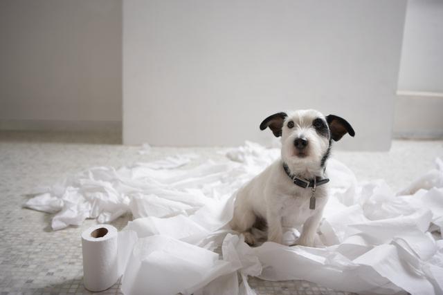 Cute black and white dog sitting on toilet paper looking up