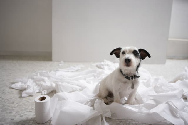 Cute black and white dog sitting on toilet paper looking up