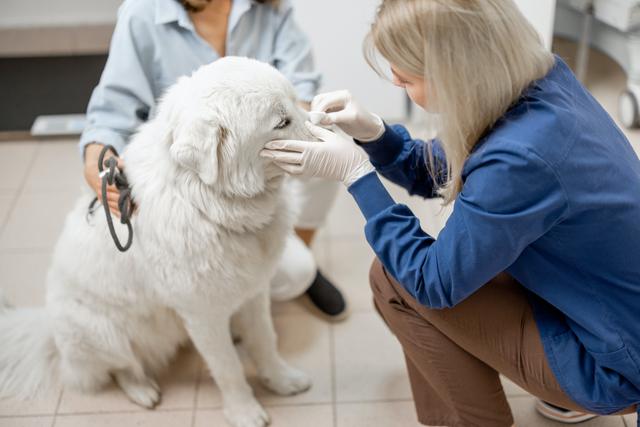 Dog with ticks being inspected by a vet