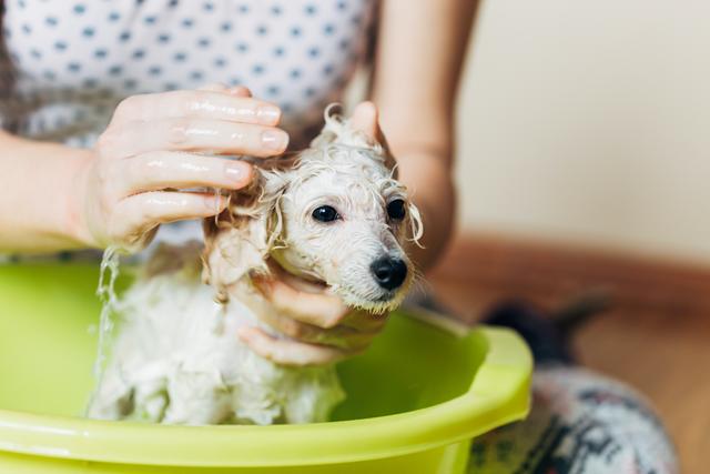 Small white dog receiving a bath