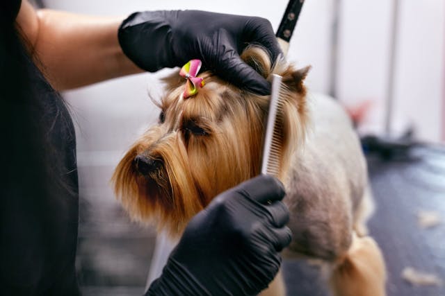 Yorkie being brushed with comb