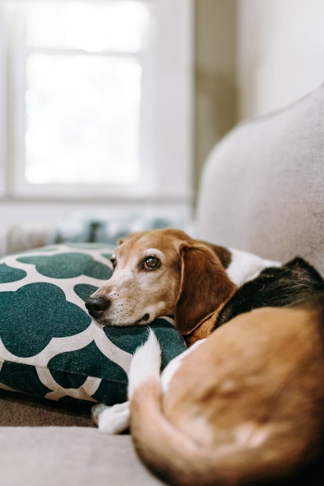 Beagle dog laying on blue pillow on couch