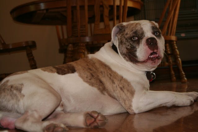 Picture of Alapaha Blue Blood Bulldog