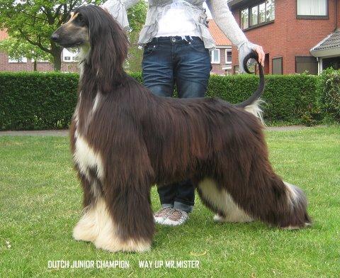 Picture of Afghan Hound