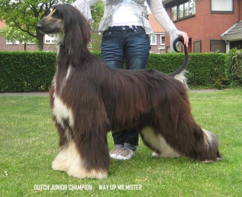 Picture of Afghan Hound