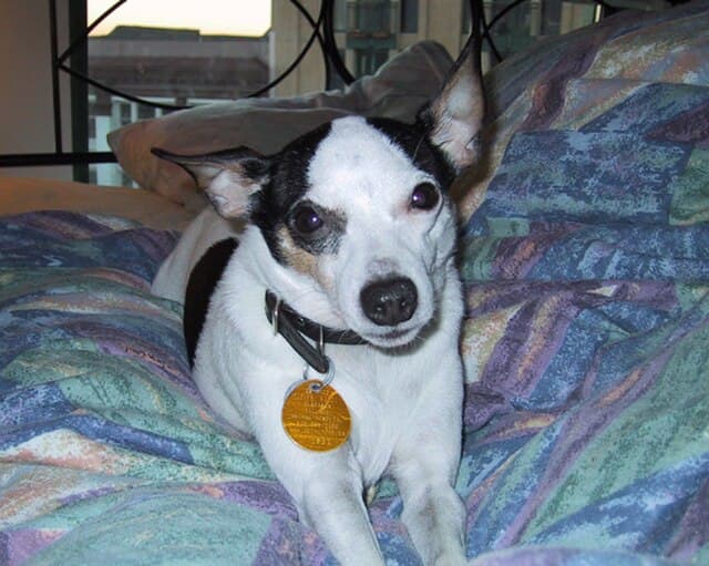 Picture of Toy Fox Terrier