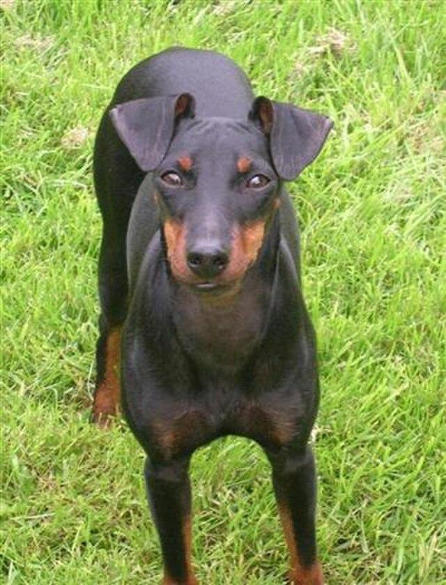Picture of Manchester Terrier