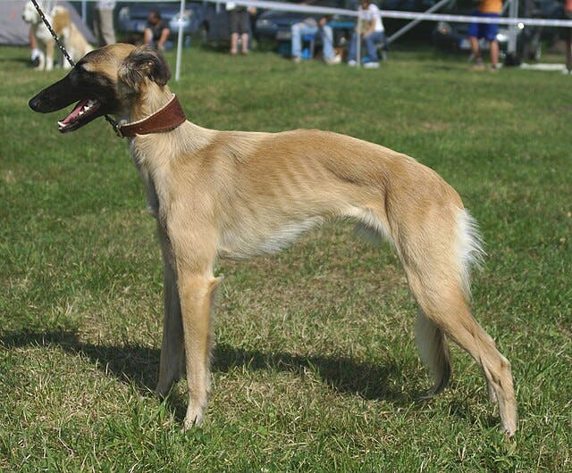 Picture of Whippet
