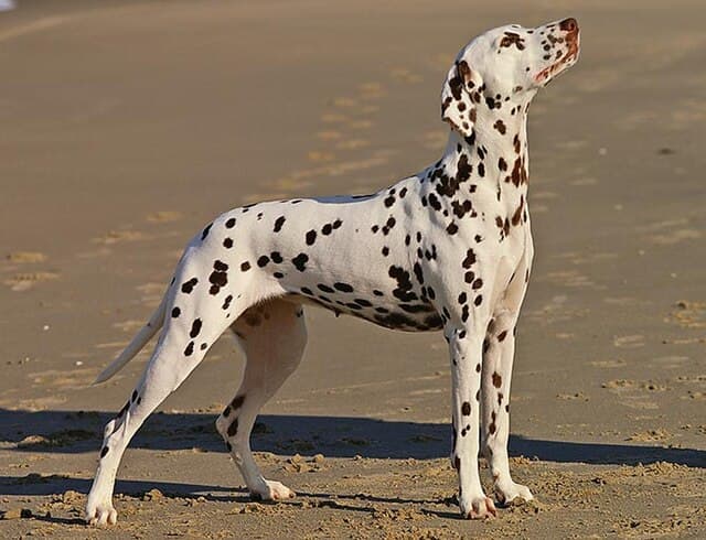 Picture of Dalmatian