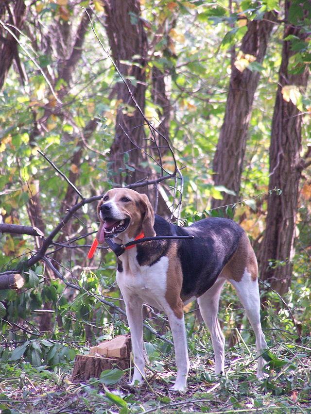 Picture of American Foxhound