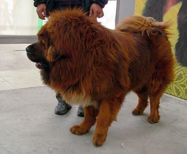 Picture of Tibetan Mastiff