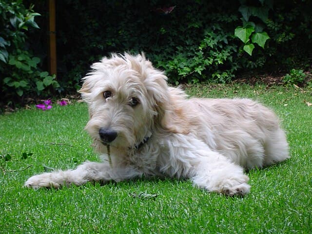 Picture of Goldendoodle