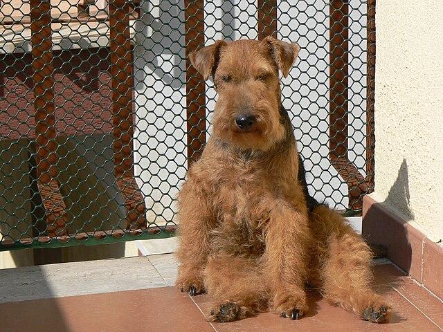 Picture of Welsh Terrier