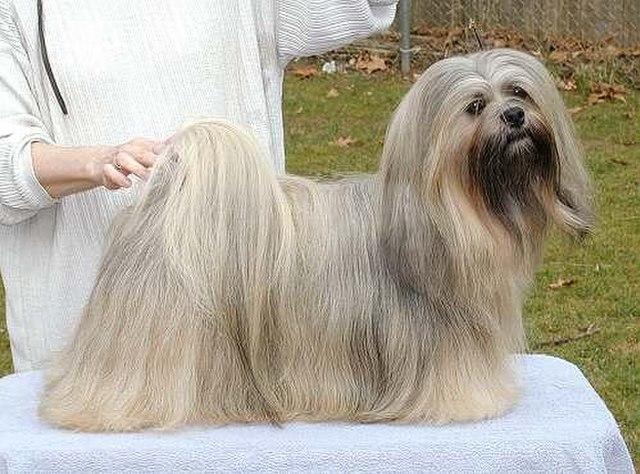 Picture of Lhasa Apso