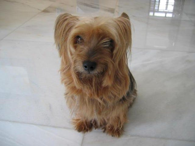 Picture of Silky Terrier