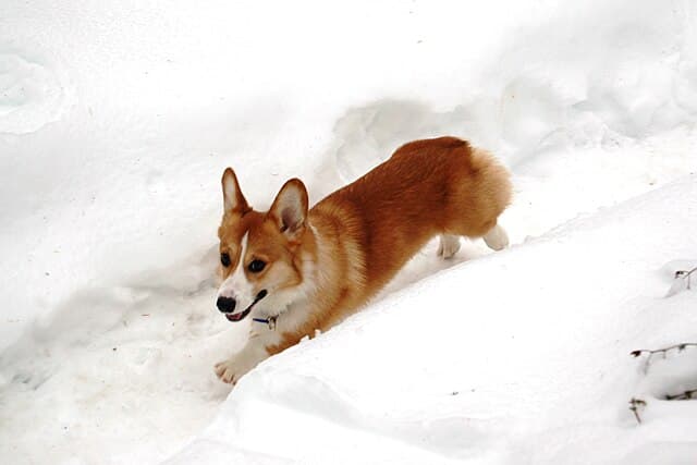 Picture of Pembroke Welsh Corgi