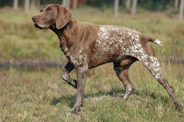 Picture of German Shorthaired Pointer
