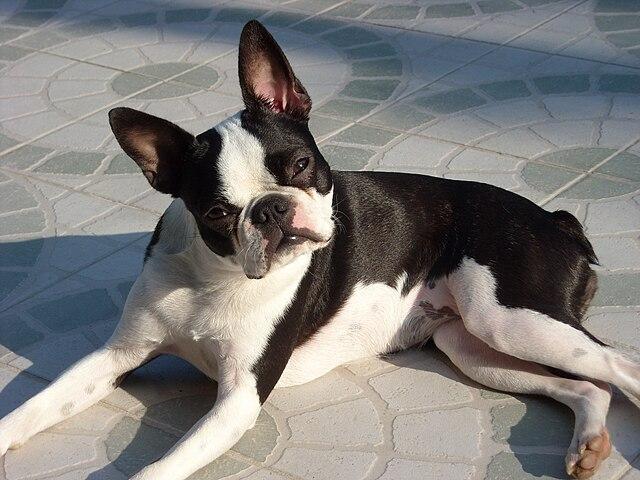 Picture of Boston Terrier