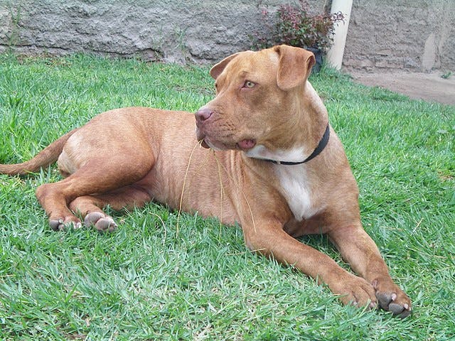 Picture of American Pitbull Terrier