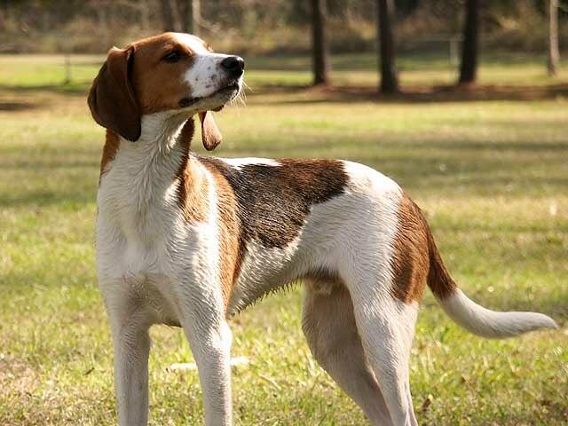 Picture of Treeing Walker Coonhound