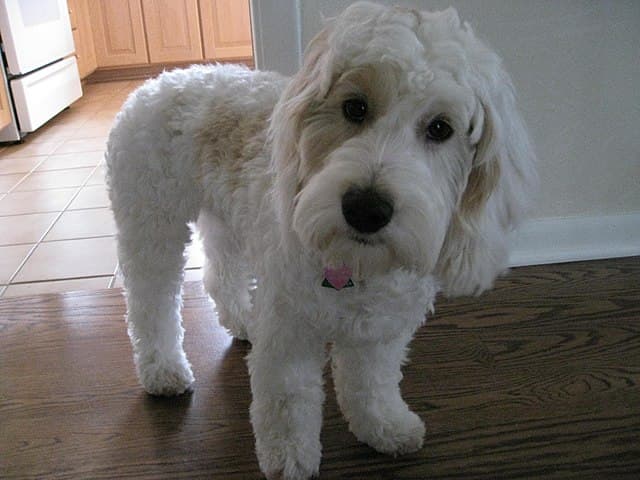 Picture of Cockapoo