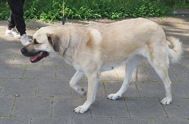Picture of Anatolian Shepherd Dog
