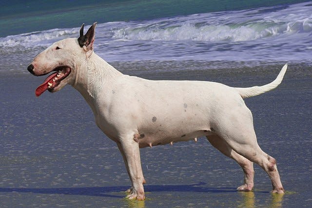 Picture of Miniature Bull Terrier