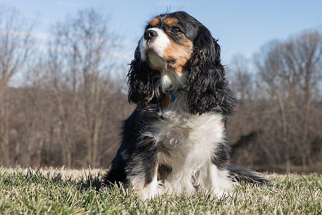 Picture of Cavalier King Charles Spaniel