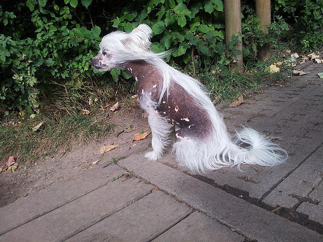 Picture of Chinese Crested