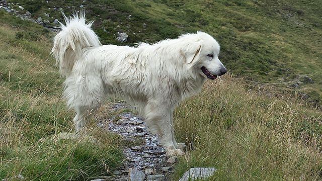 Picture of Great Pyrenees