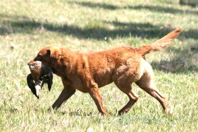 Picture of Chesapeake Bay Retriever