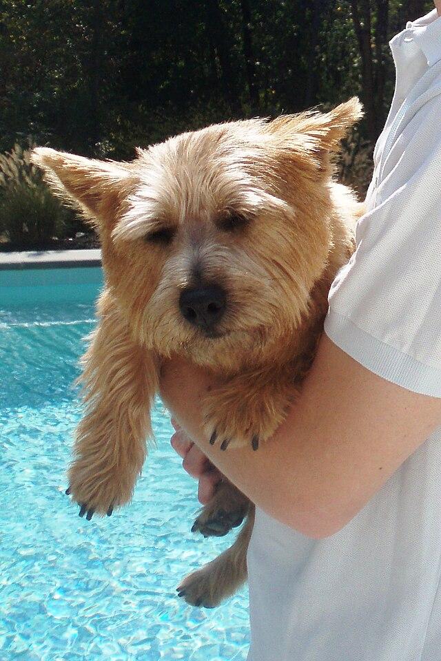 Picture of Norwich Terrier