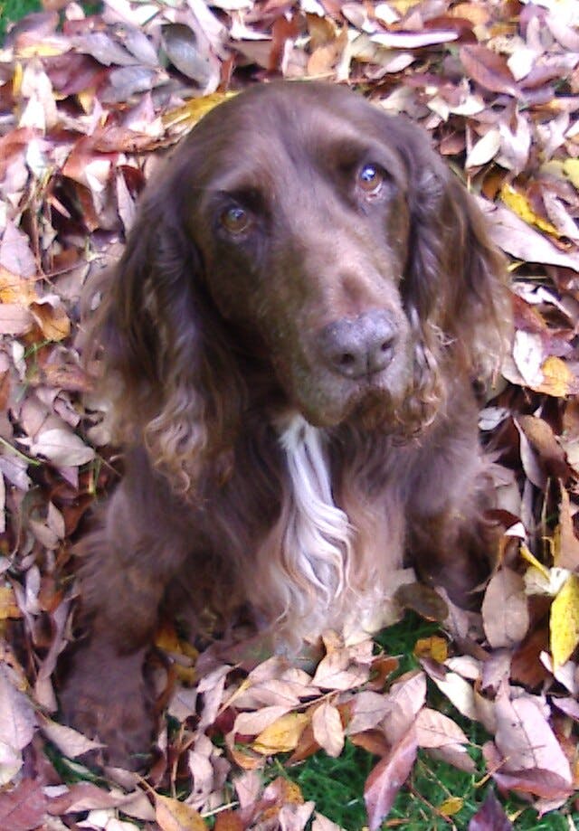 Picture of Field Spaniel