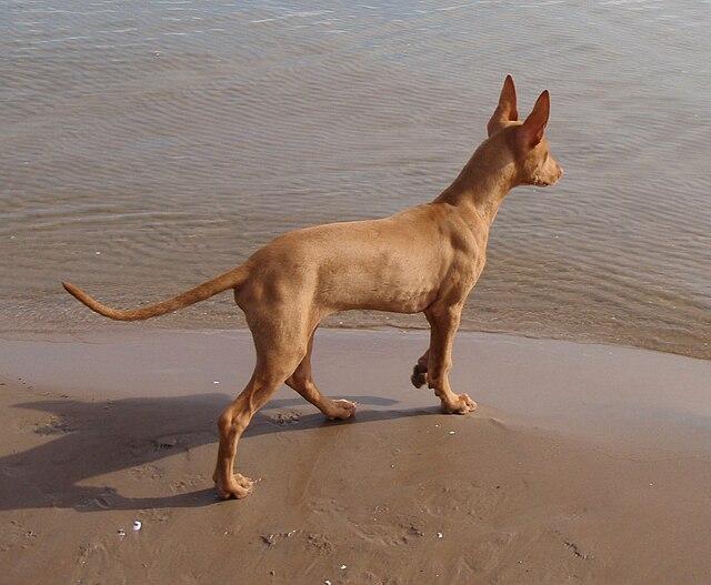 Picture of Pharaoh Hound