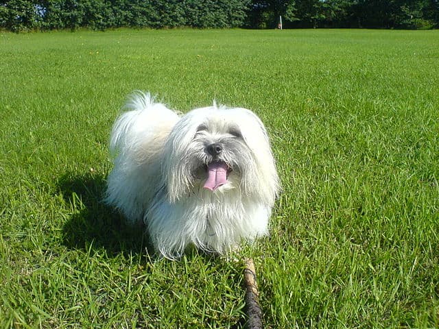 Picture of Coton de Tulear