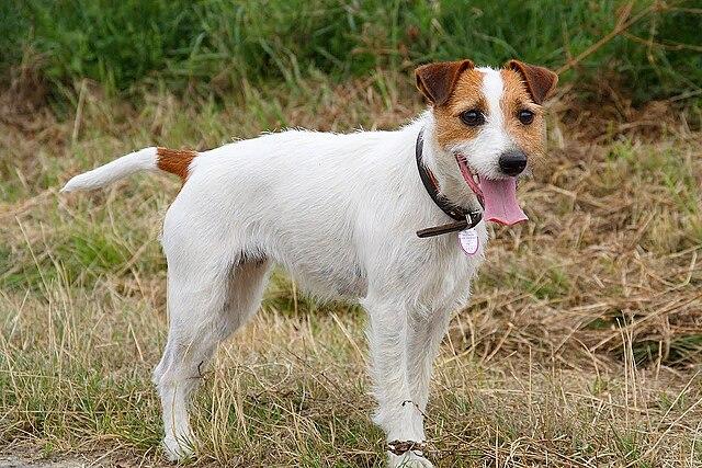 Picture of Parson Russell Terrier