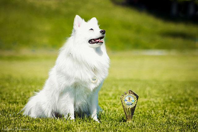Picture of Japanese Spitz