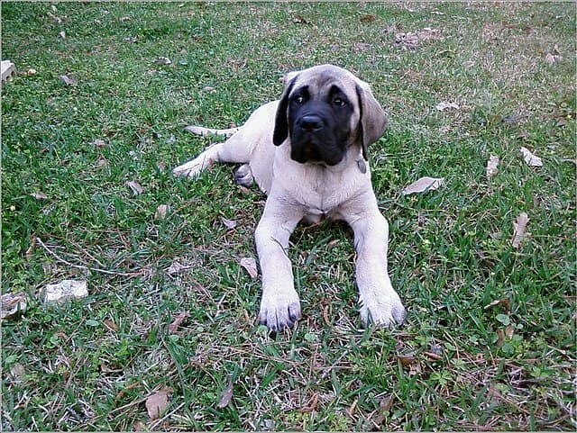 Picture of Mastiff