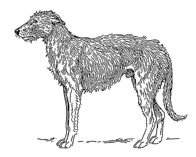 Picture of Scottish Deerhound