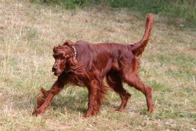 Picture of Irish Setter