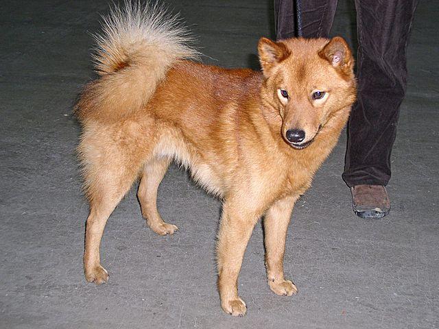 Picture of Finnish Spitz