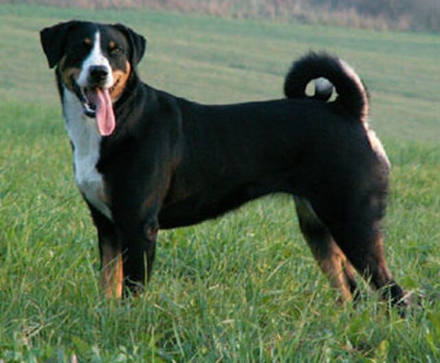 Picture of Appenzeller Sennenhund