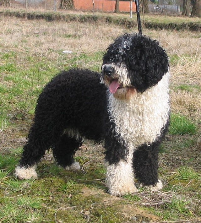 Picture of Spanish Water Dog