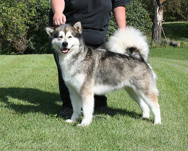 Picture of Alaskan Malamute