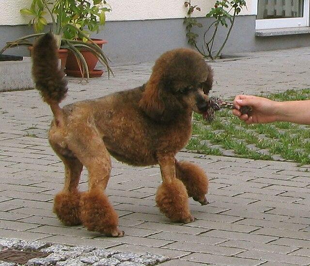 Picture of Poodle