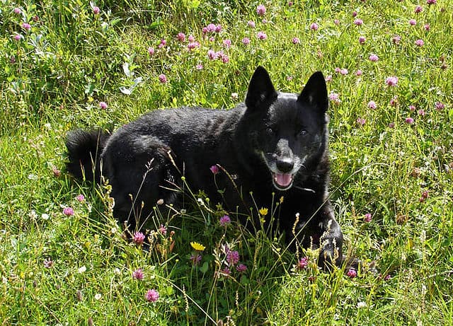 Picture of Norwegian Buhund