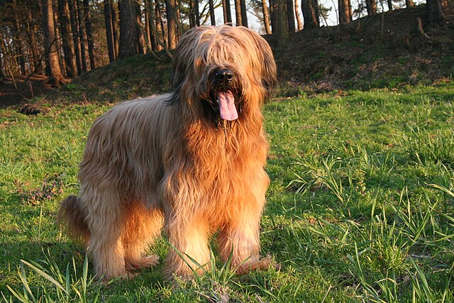 Picture of Briard